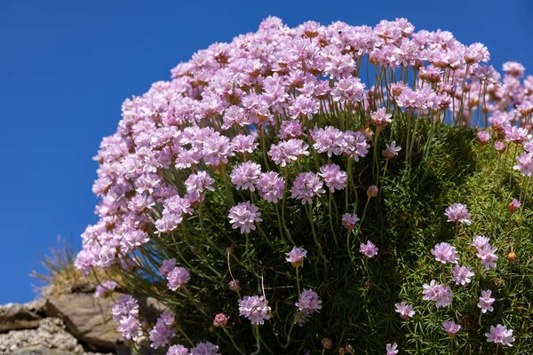 Rosenkohl Armeria Blüht Frühling Den Nadelbäumen Der Kornwand — Stockfoto