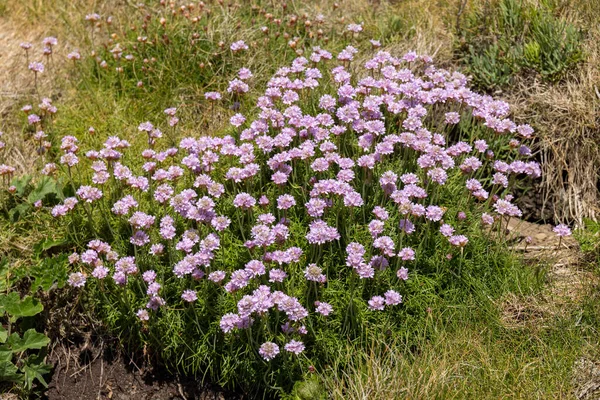 コーンウォールのSt Ivesで春に開花するシー ピンク Armeria — ストック写真