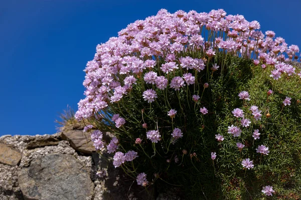 Sea Pinks (Armeria) flowering in springtime at St Ives in Cornwall