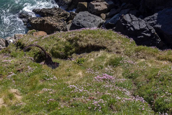 Cornwall Daki Ives Baharda Çiçek Açan Deniz Pembeleri Ermeria — Stok fotoğraf