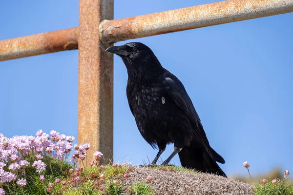 圣艾夫斯的海雀 Corvus Corone 在一些海雀花旁 — 图库照片