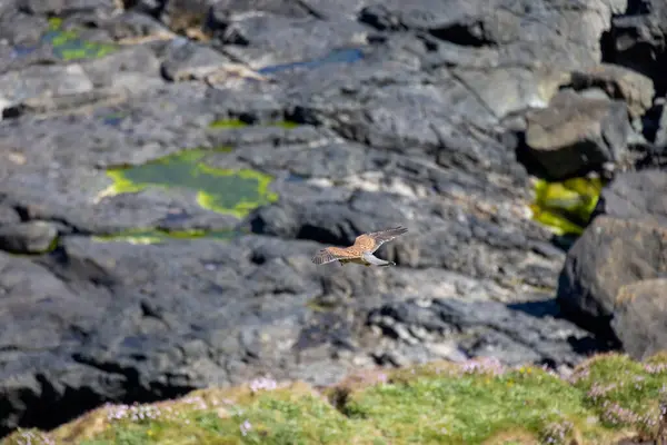 Kestrel Falco Tinnunculus 在Porthgwidden的悬崖上盘旋寻找猎物 — 图库照片