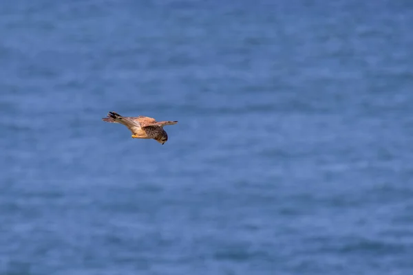 Kestrel Falco Tinnunculus Hovering Cliffs Porthgwidden Looking Prey — Stock fotografie