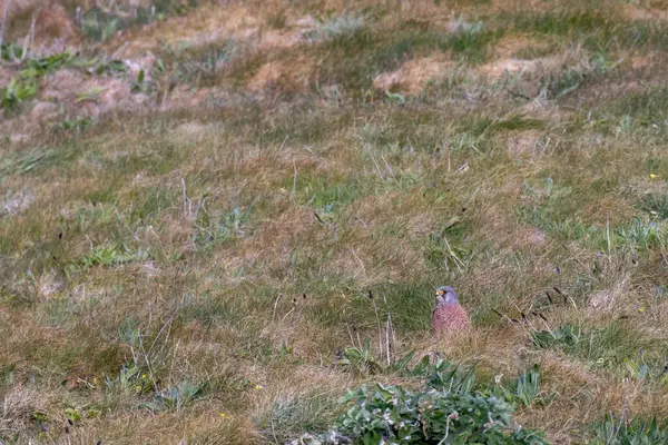 Turmfalke Falco Tinnunculus Auf Dem Boden Nachdem Beute Bullenschwänzen Gefunden — Stockfoto