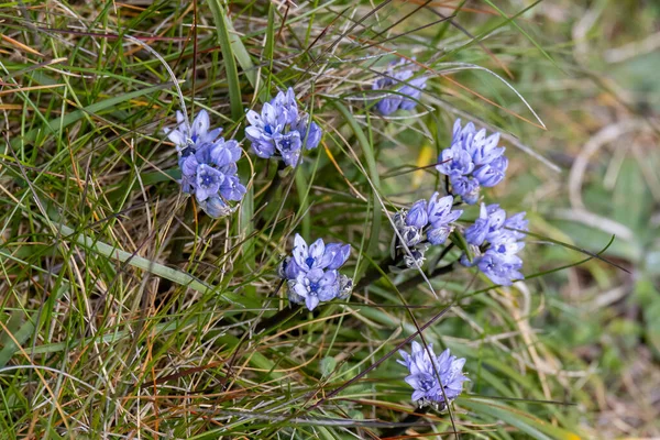 Gesso Lattea Polygala Calcarea Fioritura Primavera Vicino Alla Spiaggia Porthmeor — Foto Stock