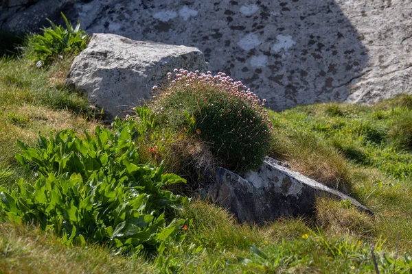 Sea Pinks Armeria Floração Primavera Ives Cornualha — Fotografia de Stock