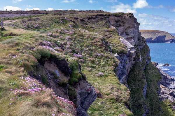 Sea Pinks Floração Nas Falésias Hells Mouth Perto Hayle Cornualha — Fotografia de Stock