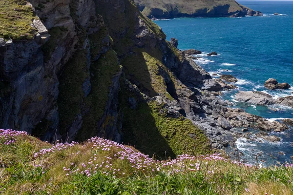 Sea Pinks Floração Nas Falésias Hells Mouth Perto Hayle Cornualha — Fotografia de Stock