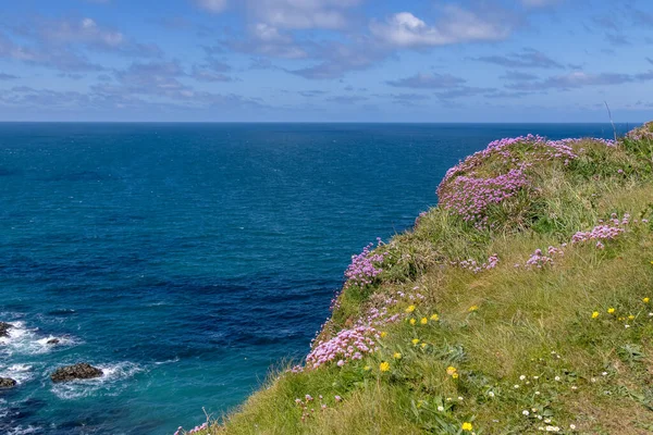 Sea Pinks Flowering Cliffs Hells Mouth Hayle Cornwall — Stock fotografie