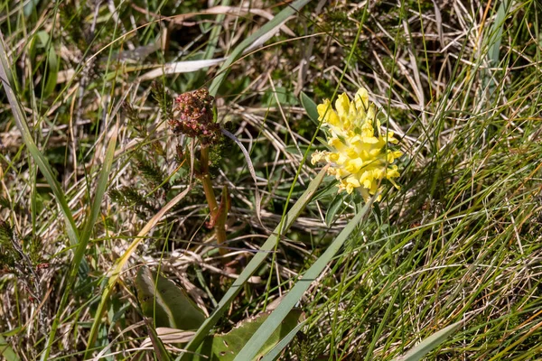 Kidney Vetch Anthyllis Vulneraria Flowering Coast Cornwall — Stock Photo, Image