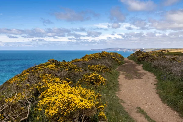 Gorse Flowering Coast Hells Mouth Hayle Cornwall — Stock fotografie