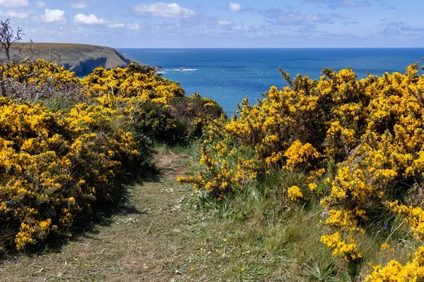 Gorse Floração Pela Costa Hells Mouth Perto Hayle Cornualha — Fotografia de Stock