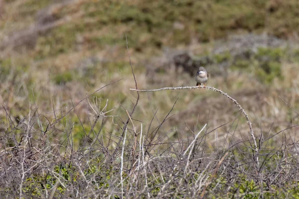 Weißkehlchen Sylvia Communis Thront Auf Einem Brombeergestrüpp Der Nähe Der — Stockfoto