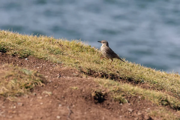 Rock Pipit Anthus Petrosus Walking Cliff Edge Kynance Cove — Stock Photo, Image