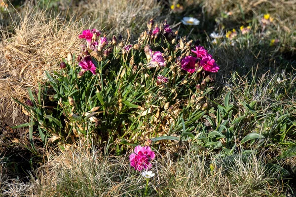 Kynance Coveの春の日差しに咲く野生のカーネーション Dianthus Caryophyllus — ストック写真