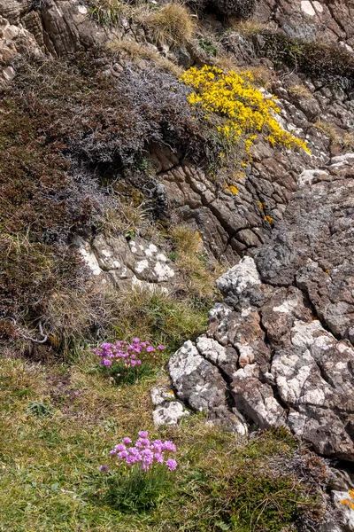 Sea Pinks Gorse Floração Paisagem Acidentada Torno Kynance Cove — Fotografia de Stock