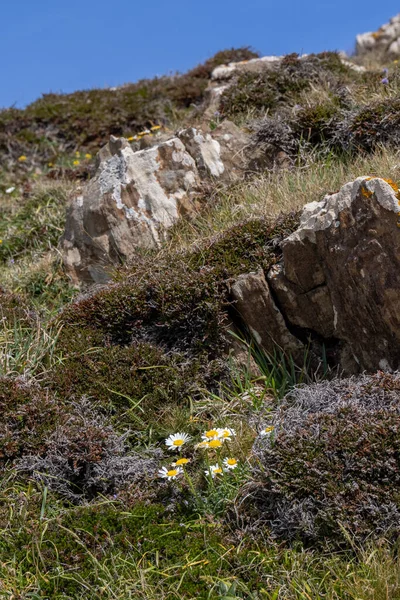 Hallers Marguerite Leucanthemum Halleri Цветет Рядом Кинансовой Бухтой Корнуолле — стоковое фото