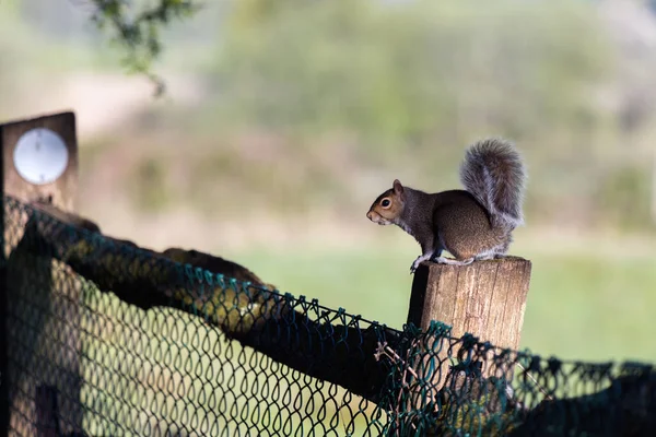 Wiewiórka Szara Sciurus Carolinensis Obserwująca Drewnianego Słupa Ogrodzenia — Zdjęcie stockowe