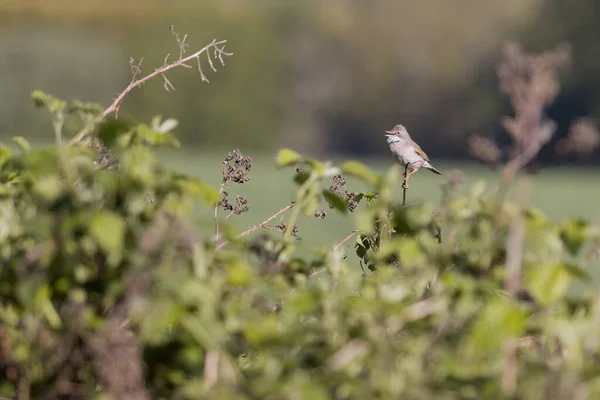 Közös Whitethroat Sylvia Communis Ült Egy Szeder Ének Tavaszi Napsütésben — Stock Fotó