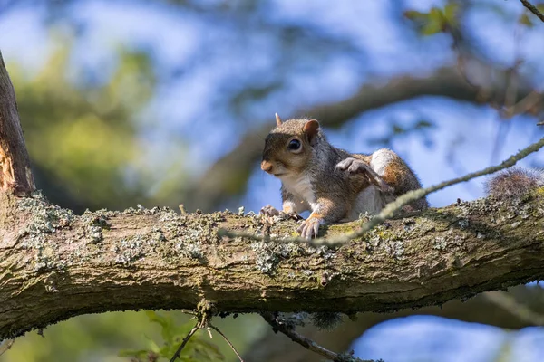 Wiewiórka Szara Sciurus Carolinensis Patrząca Drzewa — Zdjęcie stockowe