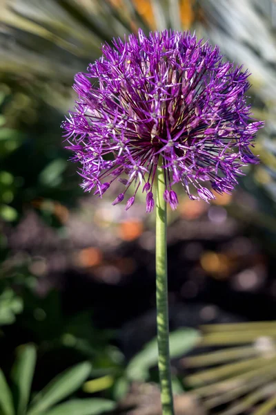 Purple Allium Floreciendo Jardín East Grinstead —  Fotos de Stock