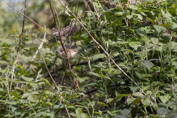 Reed Warbler Acrocephalus Scirpaceus Utforskar Vegetation Vid Weir Wood Reservoar — Stockfoto