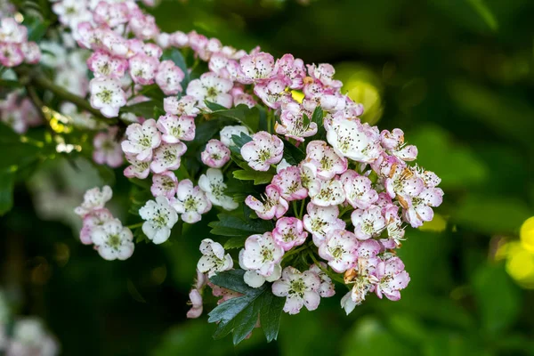 Hawthorn Tree Blossom Bursting Life Warm Spring Sunshine — Stock Photo, Image