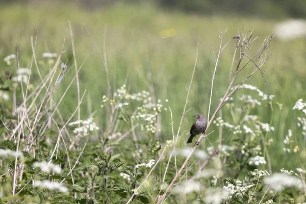 Hedge Accentor Dunnock Perched Dead Stem Springtime — Stock Photo, Image