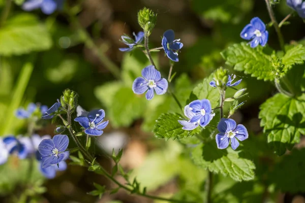 Germander Speedwell (Veronica chamaedrys) Sussex 'te ilkbaharda büyüyor