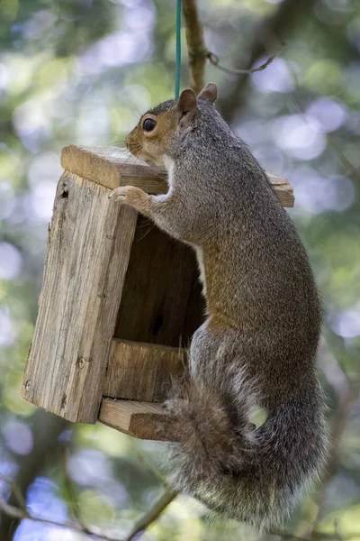 Wiewiórka Szara Sciurus Carolinensis Podglądająca Drewniany Karmnik Dla Ptaków — Zdjęcie stockowe