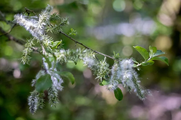 Figa Salice Catkins Esplodere Primavera Sole — Foto Stock