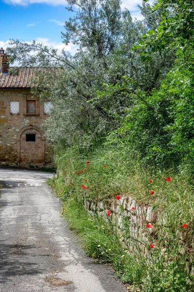 Pienza Tuscanía Italia Mayo Las Amapolas Crecen Silvestres Por Camino —  Fotos de Stock