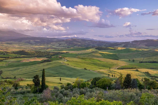 Evening Sunlight Bathing Farmland Pienza Tuscany — Stock Photo, Image