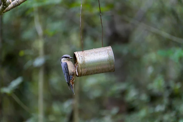 Nuthatch Foraging Seed Old Tin Can Bird Feeder — Stock Photo, Image