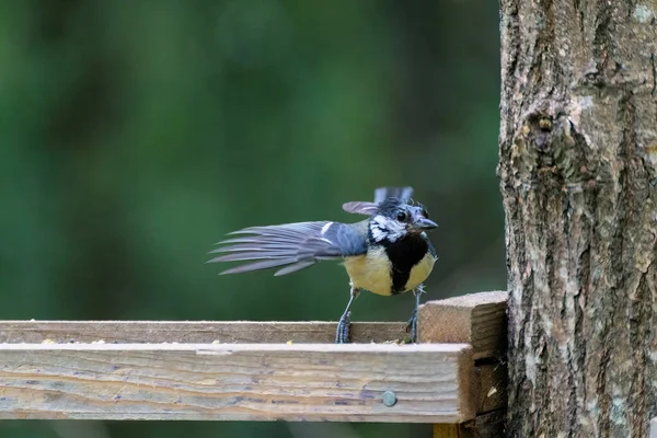 Young Fledgling Great Tit Looking Food Wooden Tray Filled Seed — Stock Photo, Image