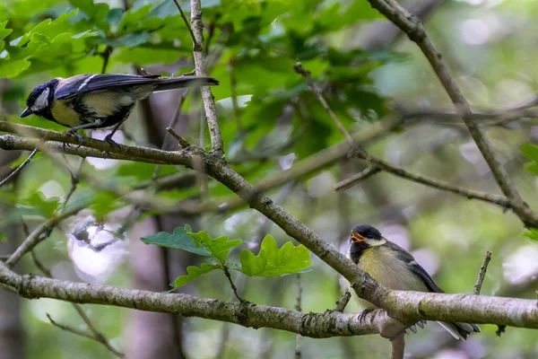 Great Tit Fledgling Perched Tree Begging Food Parent — Stok fotoğraf