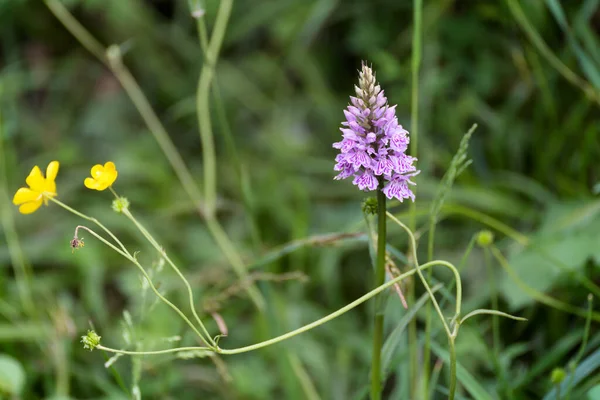 Heidekrautorchidee Dactylorhiza Maculata Ericetorum Blüht Frühling — Stockfoto