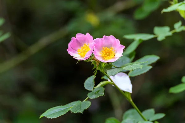Дикий Рожевий Собака Роза Роса Каніна Цвіте Весною — стокове фото