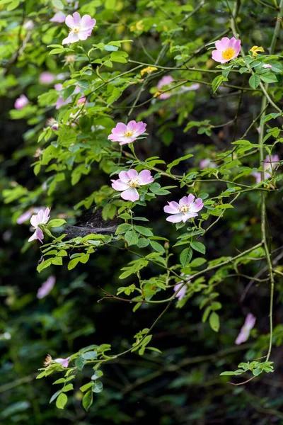 Rosa Selvagem Dog Rose Rosa Canina Floração Primavera — Fotografia de Stock