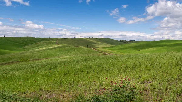 Uitzicht Het Schilderachtige Toscaanse Platteland — Stockfoto