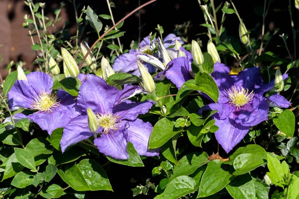 Clematis Sikorski Tábornok Napfény Eső Után — Stock Fotó