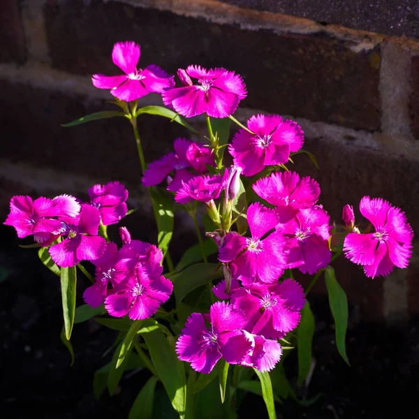 Sweet William Dianthus Barbatus Flowering Brick Wall Early Morning Sunshine — Stock Photo, Image