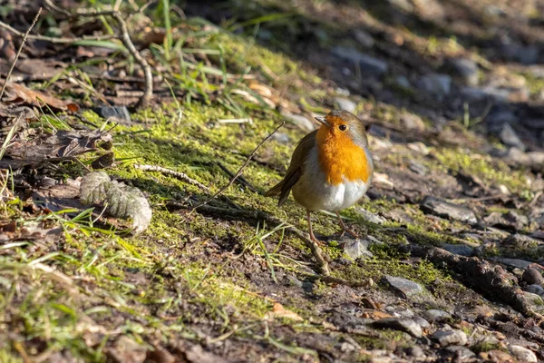 Close Alert Robin Standing Canopy Floor Winter Sunshine — Stock Photo, Image