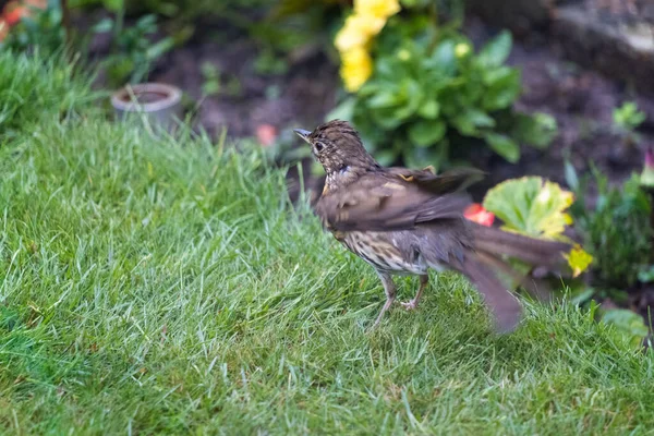 Tordo Canción Turdus Philomelos Parado Césped Agitando Sus Plumas — Foto de Stock