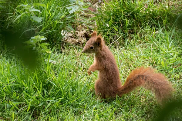 年轻的欧亚红松鼠 Sciurus Vulgaris 后腿站立 — 图库照片