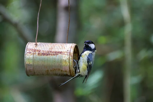 Young Great Tit Looking Food Tin Can Filled Seed —  Fotos de Stock