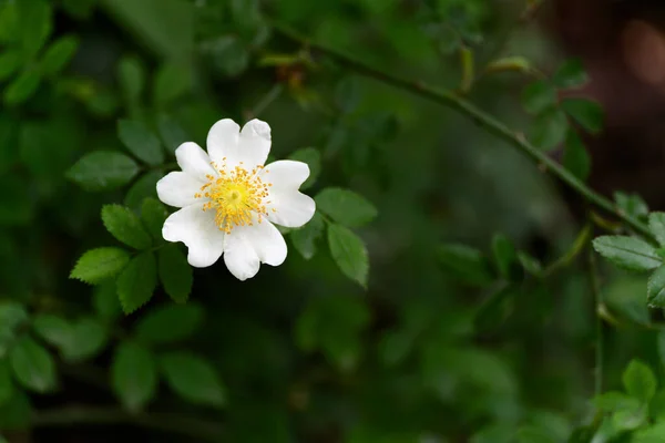 Vadfehér Kutya Rózsa Rosa Canina Virágzás Nyáron — Stock Fotó