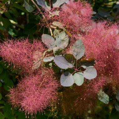 Doğu Grinstead 'de çiçek açan Avrupa Smoketree (Cotinus coggygria Scop)