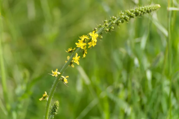 Agrimónia Agrimonia Eupatoria Virágzása Nyáron — Stock Fotó