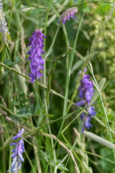 Vicia Cracca 在东Grinstead的边缘开花 — 图库照片